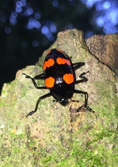 Scaphidomorphus bosci