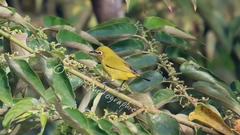 Zosterops melanurus melanurus