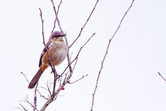 Mimus polyglottos polyglottos