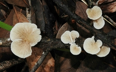 Crepidotus epibryus
