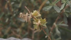 Atriplex canescens laciniata