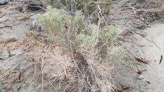 Atriplex canescens laciniata