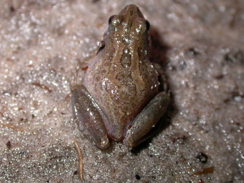 Southern Chorus Frog