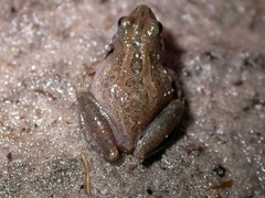 Pseudacris nigrita