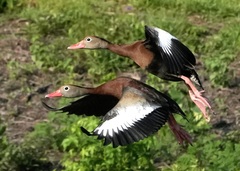 Black-Bellied Whistling Duck photo 5