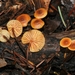 Heimiomyces fulvipes - Photo (c) David Greenberger, some rights reserved (CC BY-NC-ND), uploaded by David Greenberger