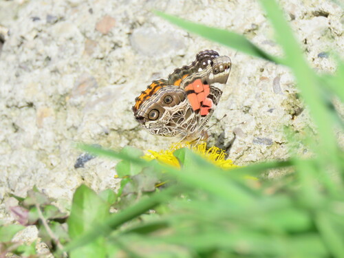 Photo of American Lady (Vanessa virginiensis)