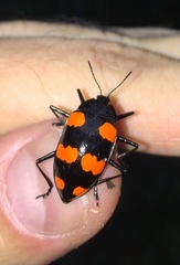 Scaphidomorphus bosci