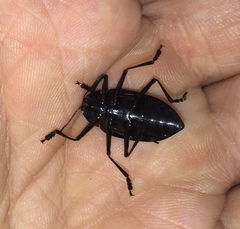 Scaphidomorphus bosci