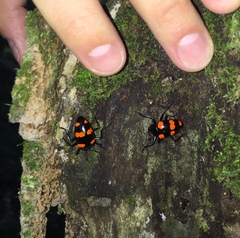 Scaphidomorphus bosci