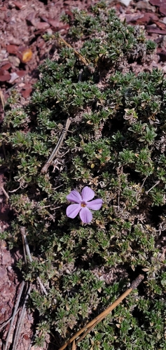 Whitemargin Phlox (Phlox albomarginata)