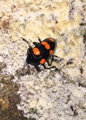 Scaphidomorphus bosci