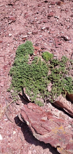 Image of Phlox albomarginata by (c) Kate, some rights reserved (CC BY)