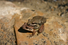 Pseudacris brachyphona