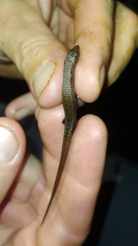 Guyana Root Teju, Loxopholis guianense