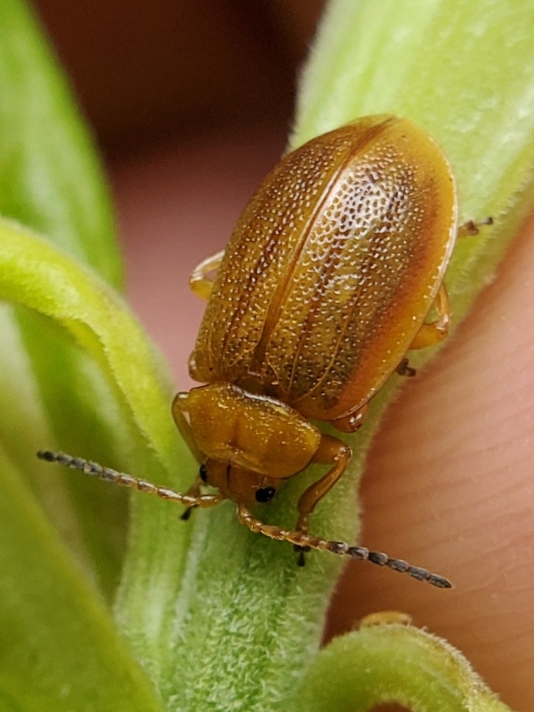 Ophraella cribrata