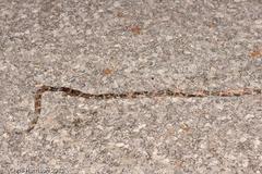 Micrurus tener tener