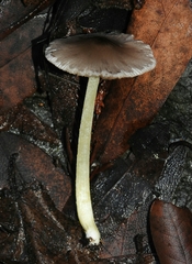 Bolbitius reticulatus image