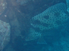 Chromileptes altivelis