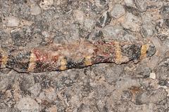 Micrurus tener tener