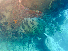 Chromileptes altivelis