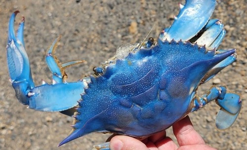 Photo of Atlantic blue crab (Callinectes sapidus)