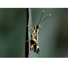 Traulia azureipennis