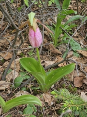 Cypripedium acaule image