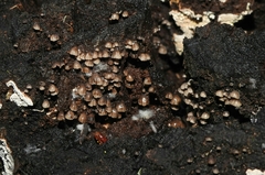 Resupinatus striatulus