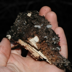 Resupinatus striatulus