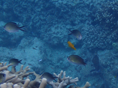 Chromis ternatensis