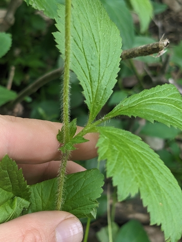 Image of Geum laciniatum by (c) Tom Sisan, some rights reserved (CC BY-SA)