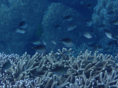 Chromis ternatensis