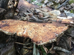 Cerioporus squamosus