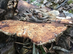 Cerioporus squamosus