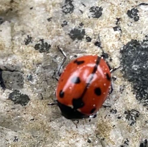 California Lady Beetle photographed in Alaska