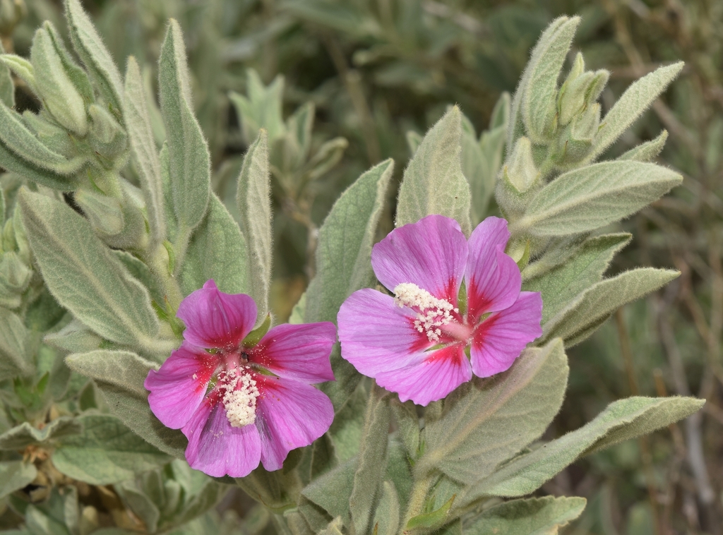 Malva oblongifolia
