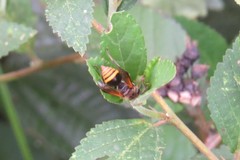 Brachygastra