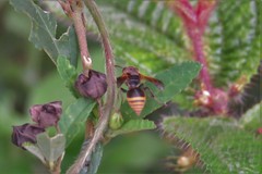 Brachygastra