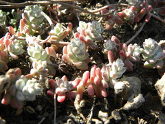 Sedum pacense