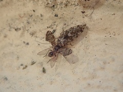 Psocodea