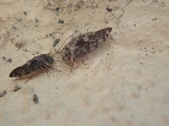 Psocodea