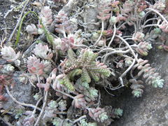 Sedum pacense
