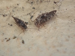Psocodea