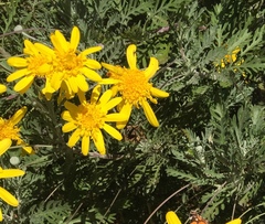 Euryops pectinatus