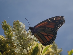 Danaus plexippus