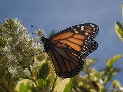 Danaus plexippus