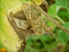 Pilocrocis ramentalis