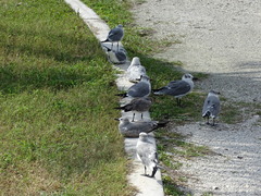 Leucophaeus atricilla