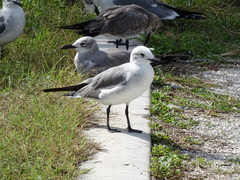 Leucophaeus atricilla